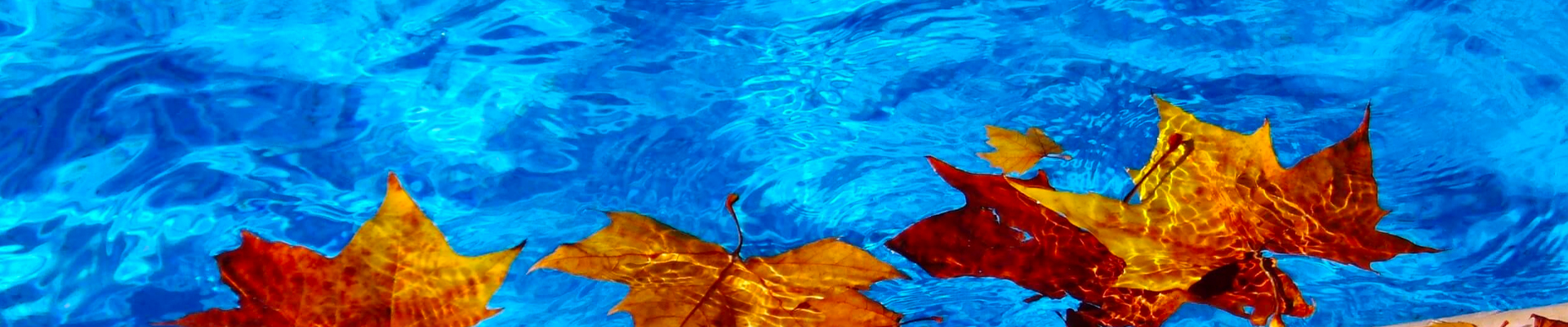 fall leafs in splash pool before winterizing